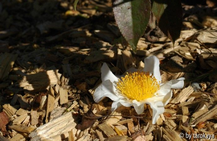 C.yunnanensisblüte