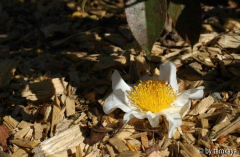 C.yunnanensisblüte