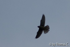 Turmfalke Flugbild