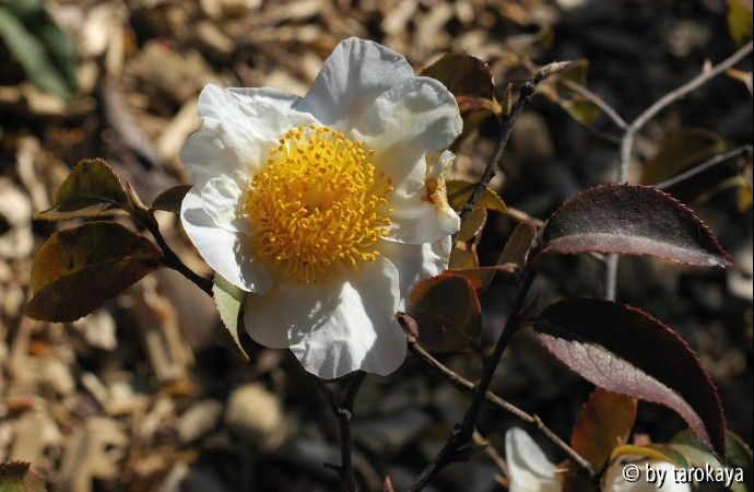 C.yunnanensis