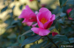pink parco locarno