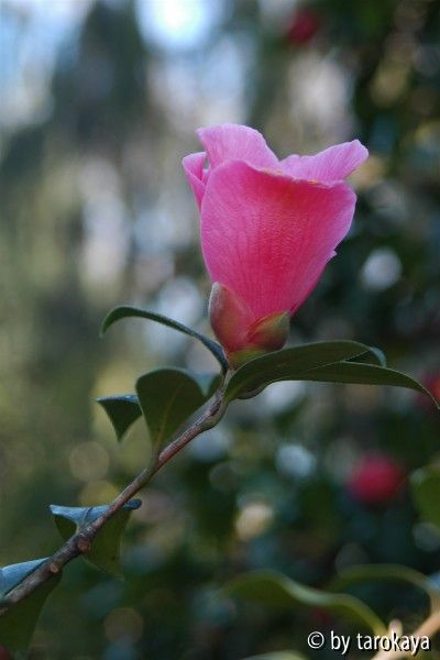 pink parco locarno2