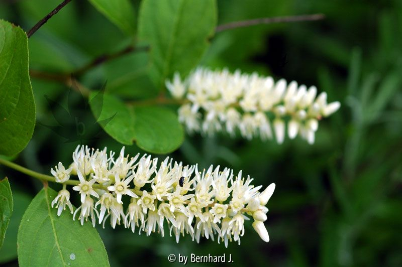 Itea virginica - Amerikanische Rosmarinweide