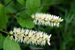 Itea virginica - Amerikanische Rosmarinw