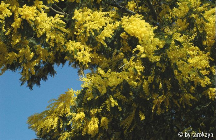 mimose