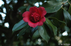 waratah ornella