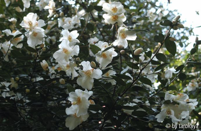 cornish snow anelli