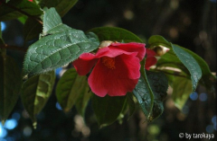 C.polyodontha bianchi