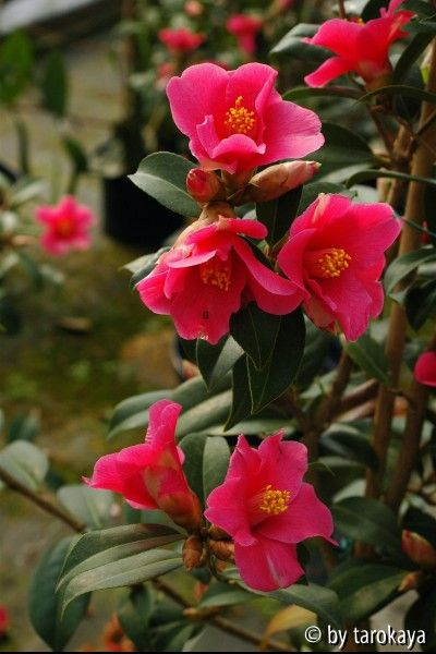 tsubaki cina