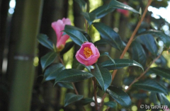 C.saluenensis anelli