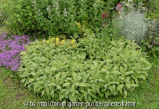  Salvia officinalis 'Iceterina' oder so