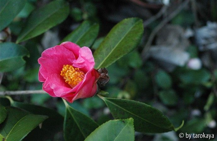 C.chekiangoleosa