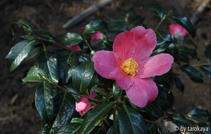 pink granthamiana bianchi