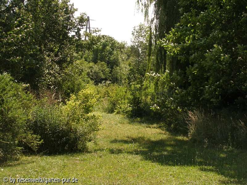 auf der grossen wiese - 2005-06-30