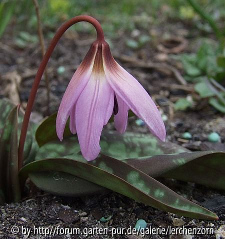 Erythronium dens-canis