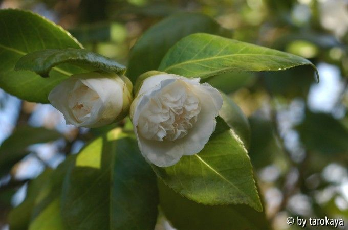 anemoniflora alba