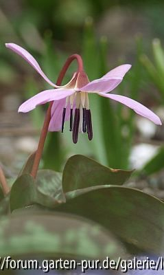 Erythronium dens-canis