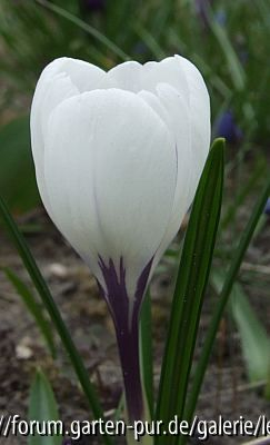 Wucher-Crocus