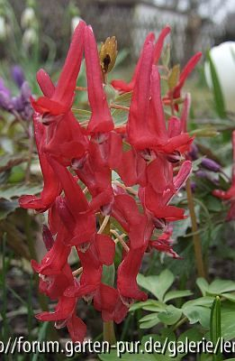 Corydalis solida rot