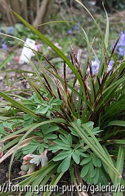 Corydalis solida f. transsilvanica / Carex digitata