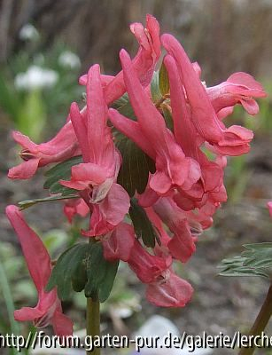 Corydalis solida lachs