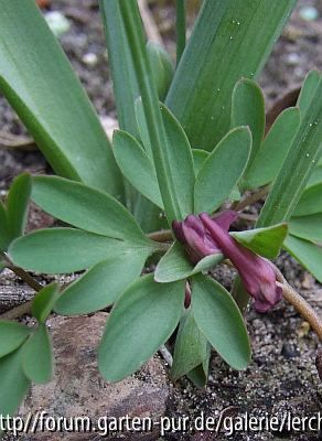 Corydalis intermedia