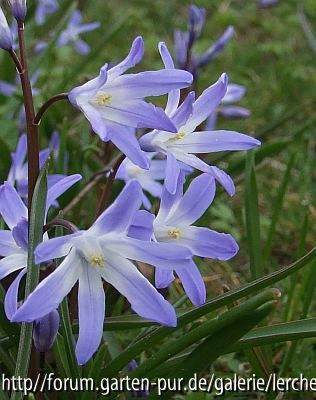 Chionodoxa siehei (forbesii)