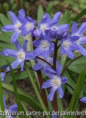 Chionodoxa sardensis oder eine seiner Hybriden (mit Ch. siehei?)