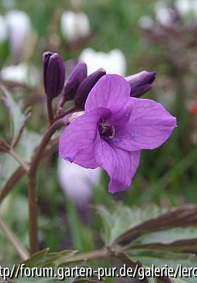 Cardamine glanduligera (Dentaria glandulosa)