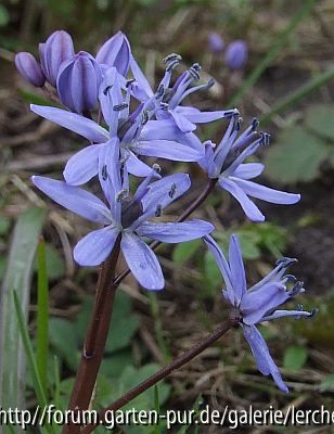 Scilla bifolia