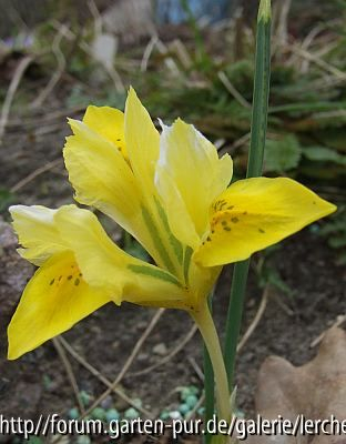 Iris danfordiae
