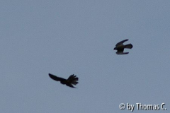 Falken Flugbild