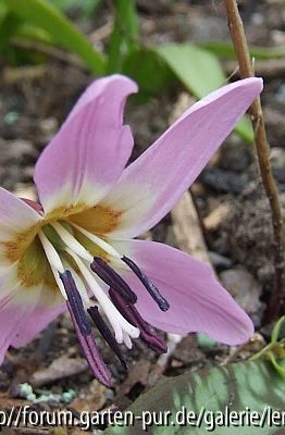 Erythronium dens-canis (Innenansicht)