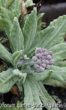 Primula frondosa