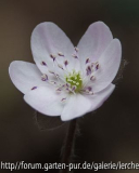 Hepatica nobilis (weiß)