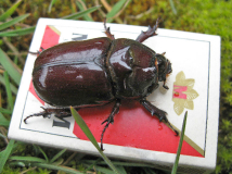 Nashornkäfer 1