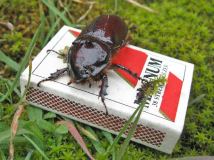 Nashornkäfer 3