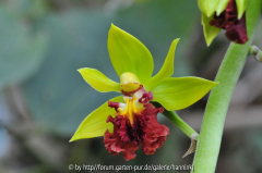 Calanthe tricarnata 2