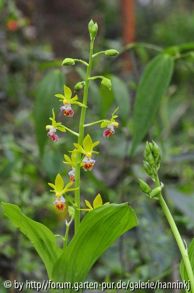 Calanthe arcuata 2