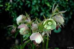 Helleborus 4 Martine de Smedt 2006 28-03-2009
