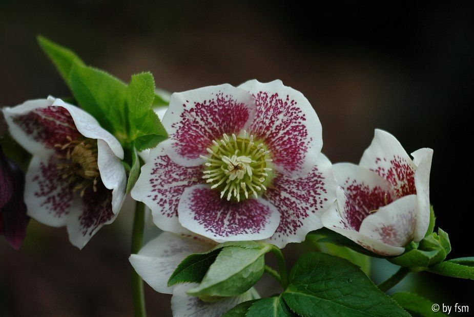 Helleborus 1 Casters 2004 28-03-2009
