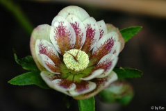 Helleborus 2 Het Wilgenbroek 2005 28-03-2009