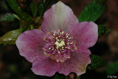 Helleborus 1 Ferdinandushof 2008 28-03-2009