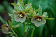 Helleborus 1 Martine de Smedt 2006 28-03-2009