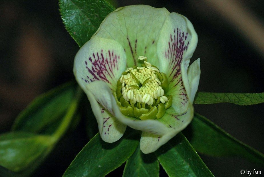 Helleborus 1 Sämling FSM 1 2009 28-03-2009