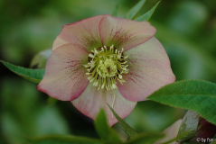Helleborus 1 Schmiemann 2006 28-03-2009
