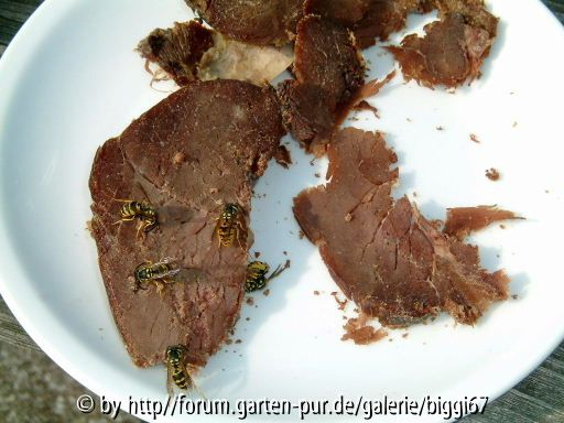 Elchfleisch