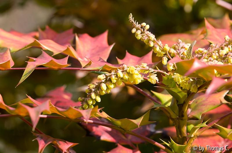 Mahonia-rotgelb