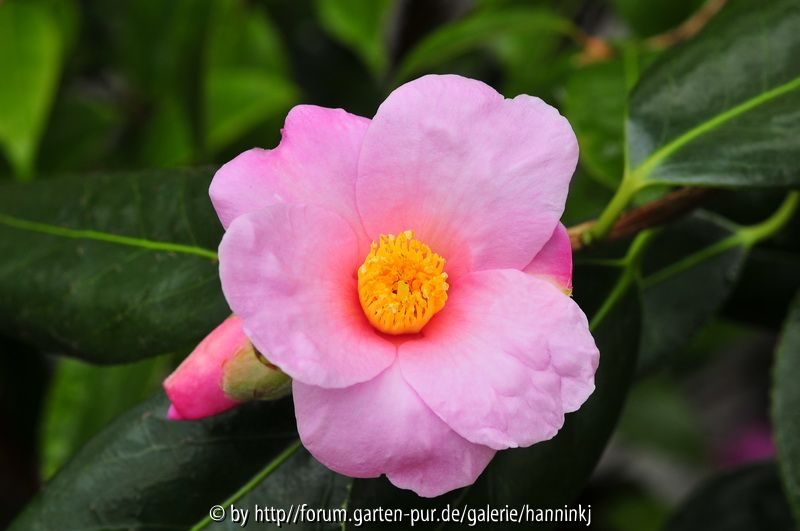 Camellia magali(wabisuke)