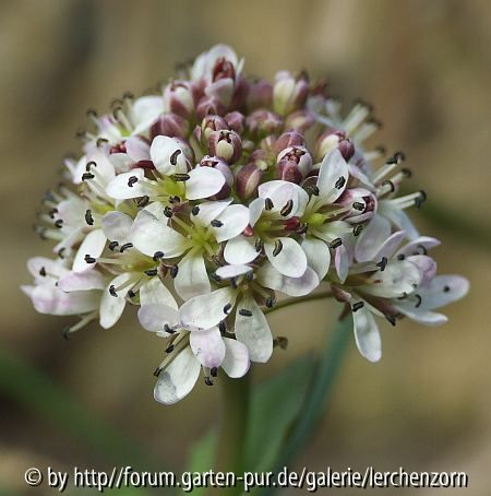 Berg-Täschelkraut (Thlaspi caerulescens)
